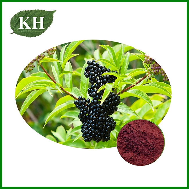 Elderberry Extract Powder